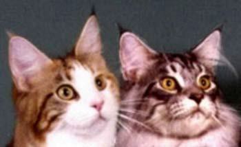 На этой фотографии подбородок кошки (слева) должен быть сильнее и более глубоким. Подбородок кота (справа) имеет глубину и зрительно уравновешивает морду.