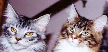 Подбородок кошки (слева) достаточно сильный и глубокий, но немного узкий. Подбородок кота (справа) покатый и неглубокий.