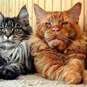 Мейн-кун кот и кошка - различия