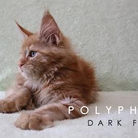 Embedded thumbnail for Polyphemus Dark Flame